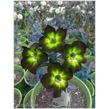 Brilliant Adenium Plant 1a-adenium plant-2966474-47198.webp